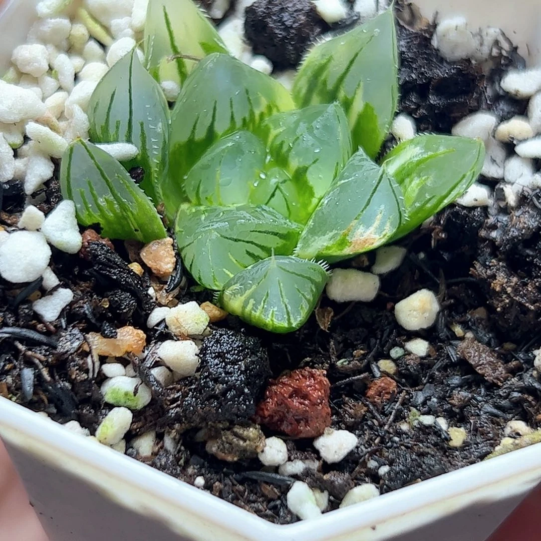 北极之光杂花水晶