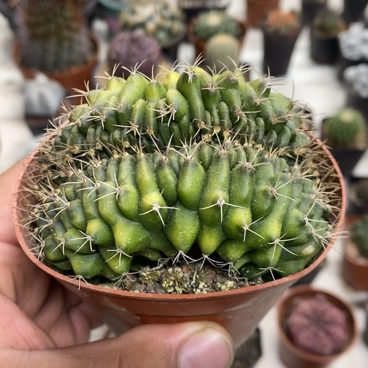实生翠皇冠缀特价
