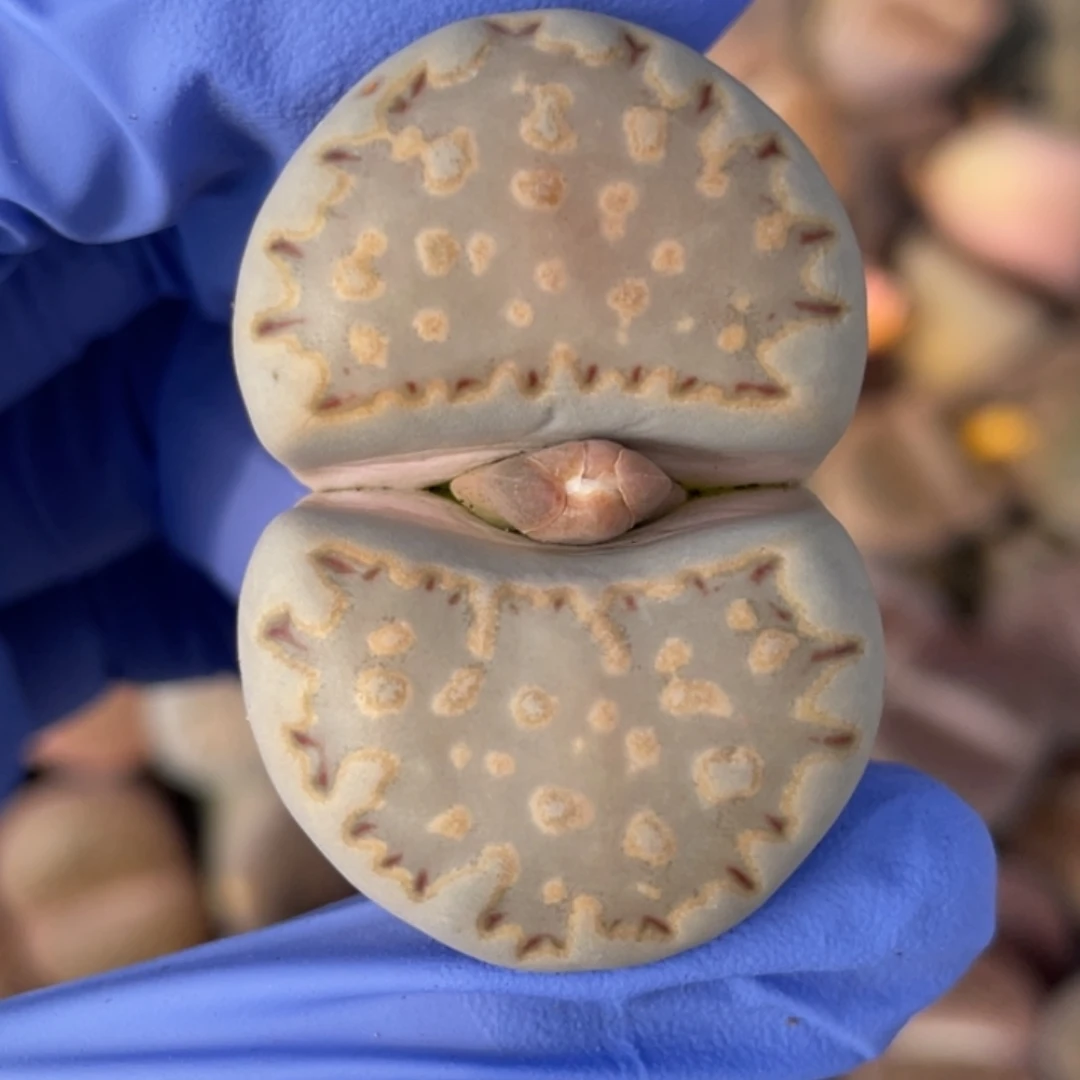 非偏远满20包邮417