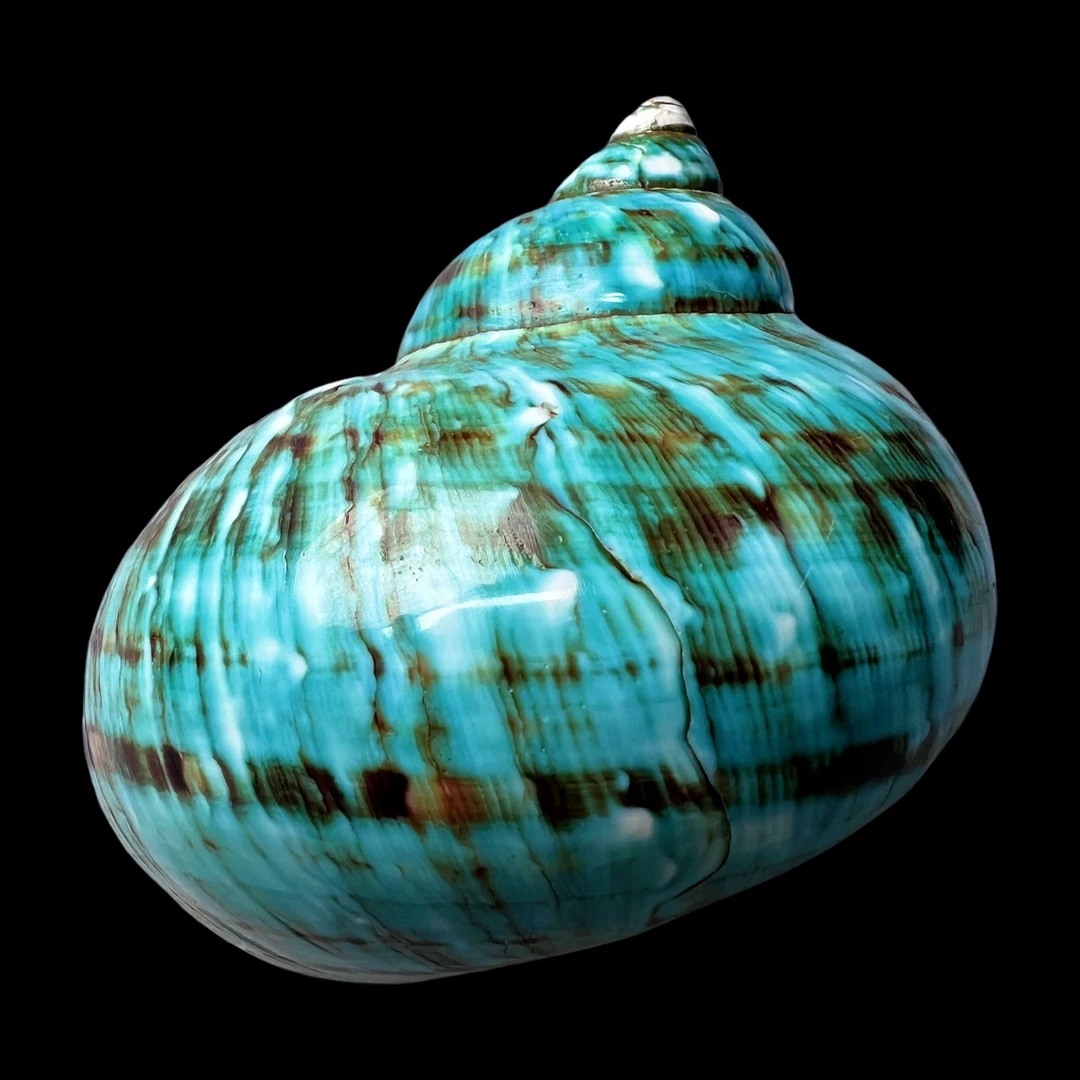 【帝王蝾螺（特大！精品）】95.6mm 赠1串杯托 天然贝壳 A113
