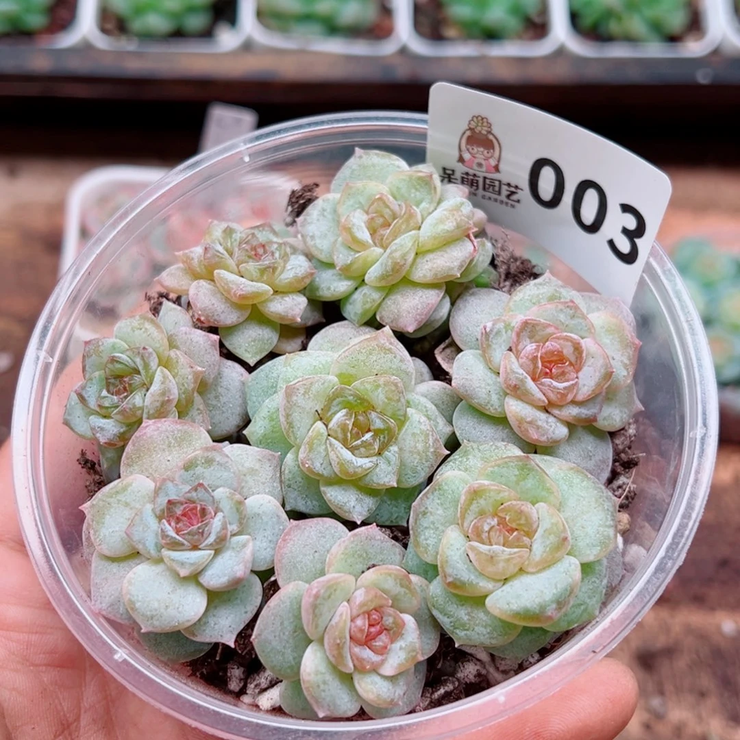 多肉植物多肉植物