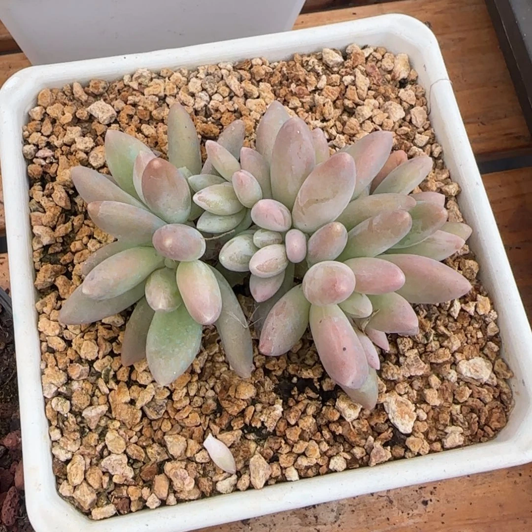 多肉植物一物一拍