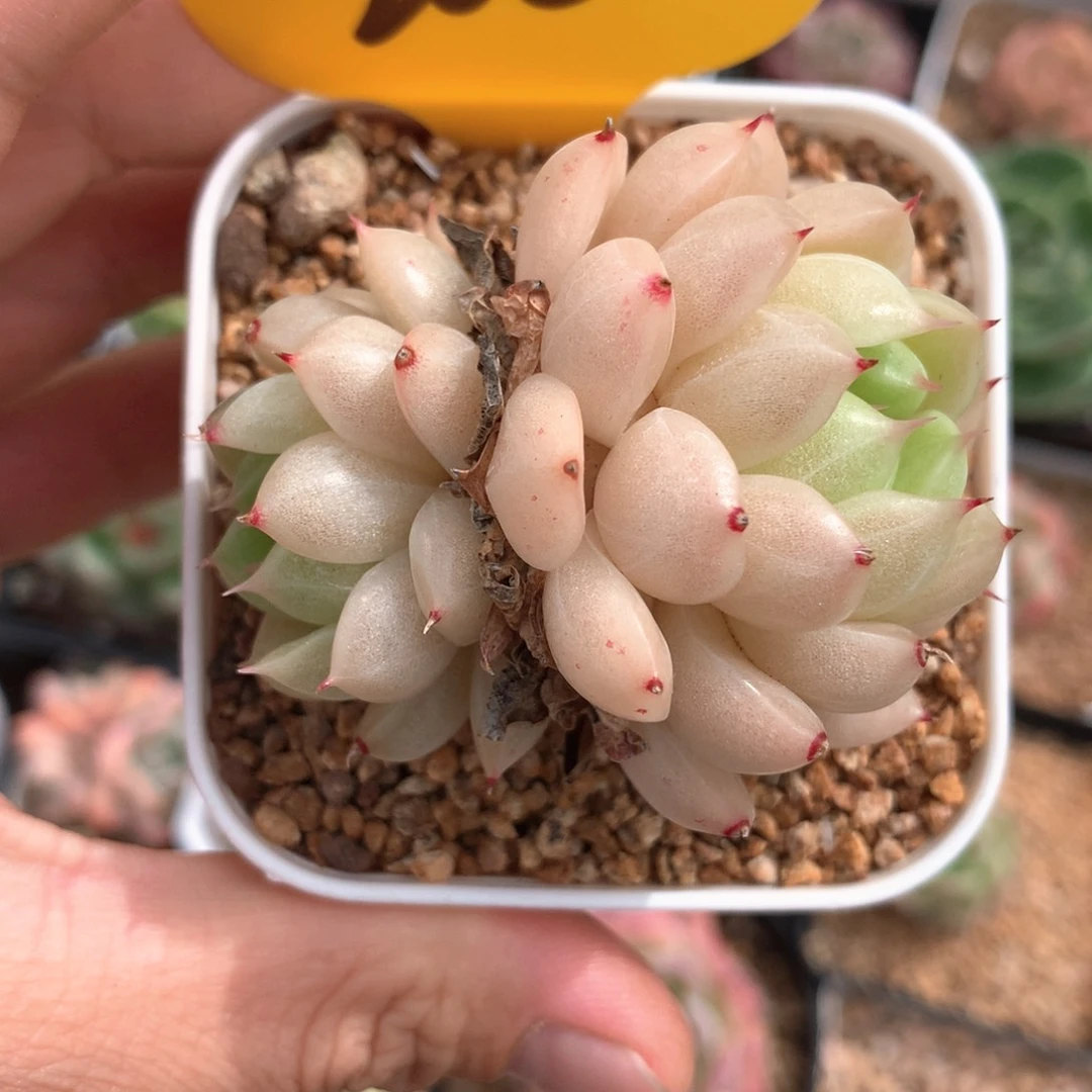 k***n粉珠光麦秆双头2681