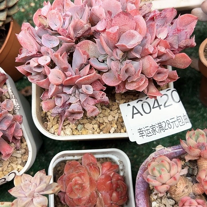 幸运的是我的朋友们都在