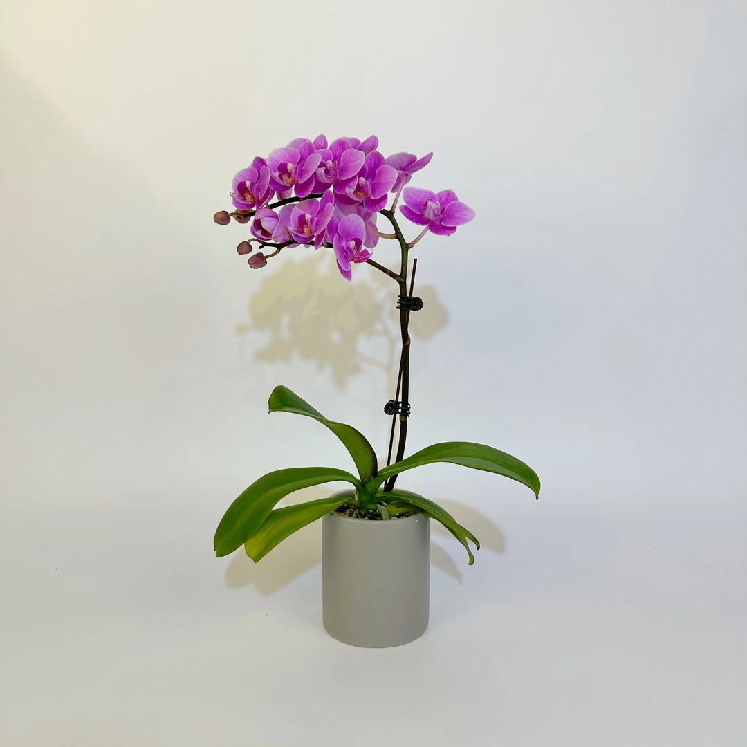 广汇专属【骄阳】蝴蝶兰花卉绿植