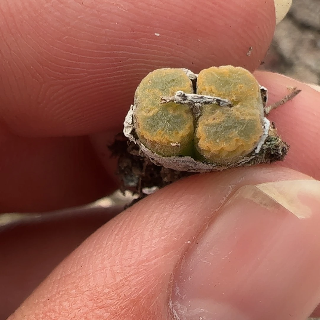 一物一拍MG1456.5黄绿冰珀火柴勋章330