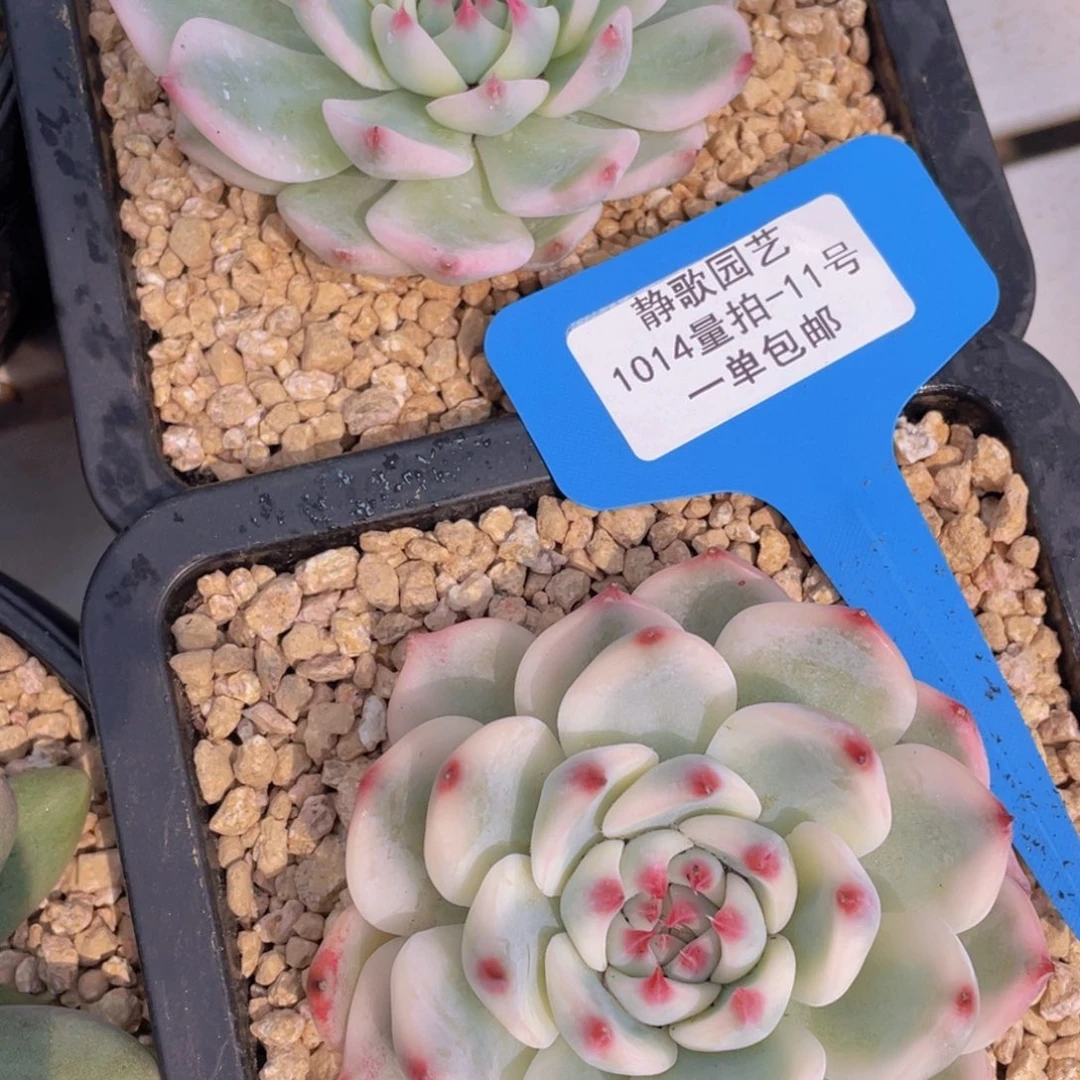 1014-11-吉娃娃锦单头一颗