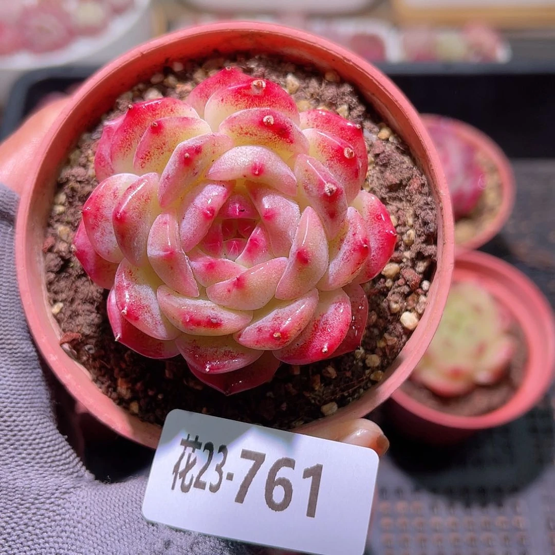 花23-671新品单头