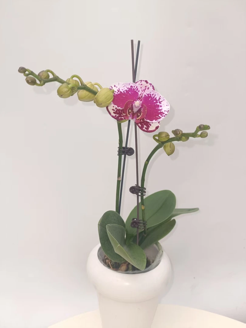 欢然花田培植蝴蝶兰（22090）双梗，带花带花苞或者大花苞发货