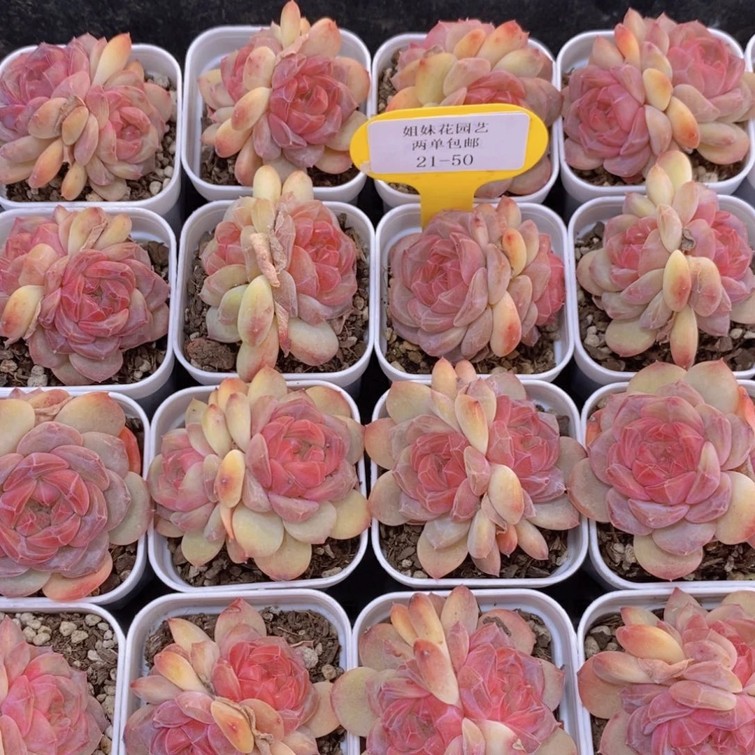 21-50-钻石珍妮红琥珀双头一个