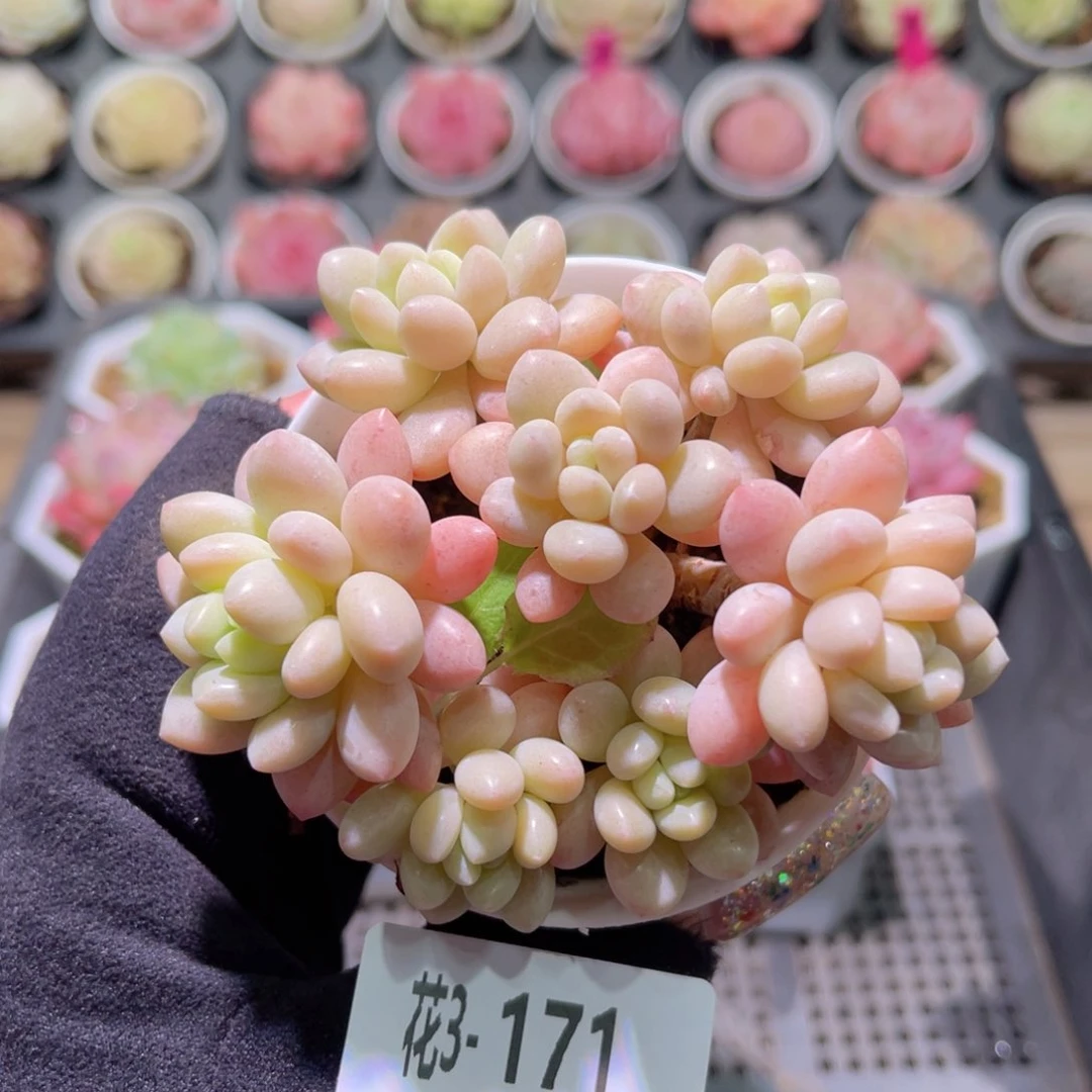 花利美3-171洛可可