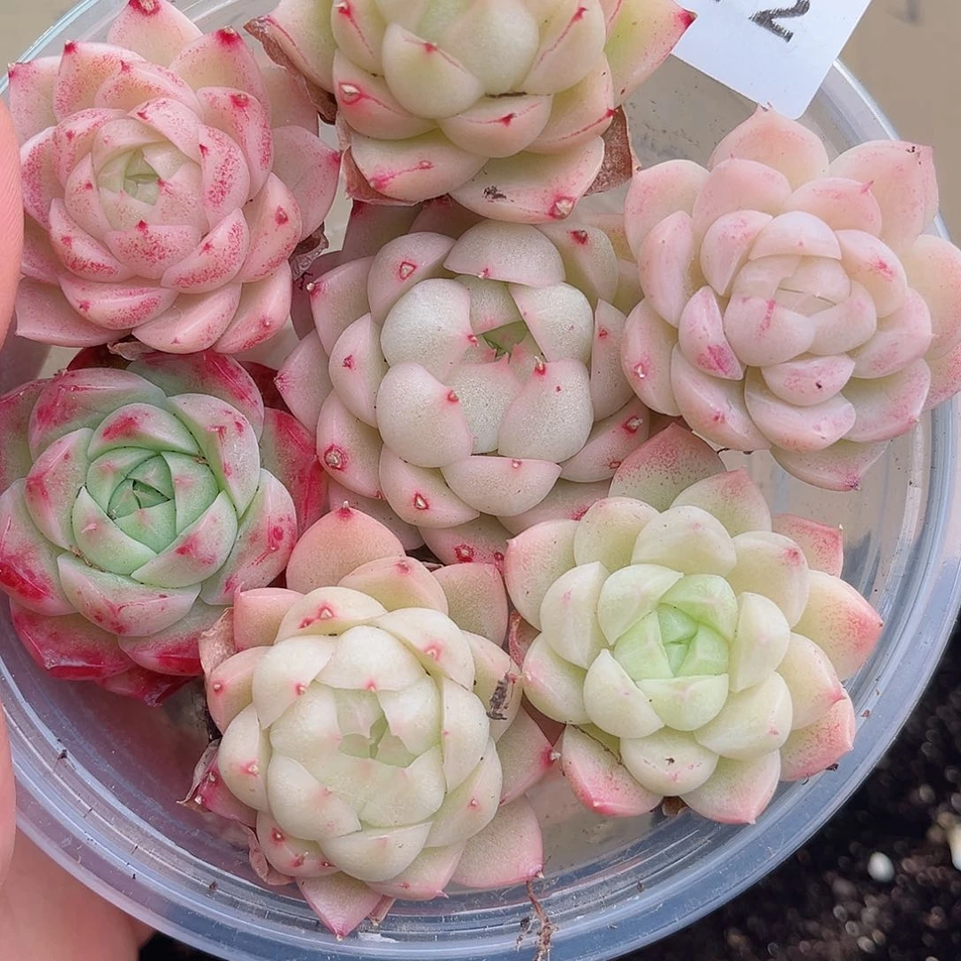 1-772 新疆西藏内蒙不发12.8包邮2-3公分多肉