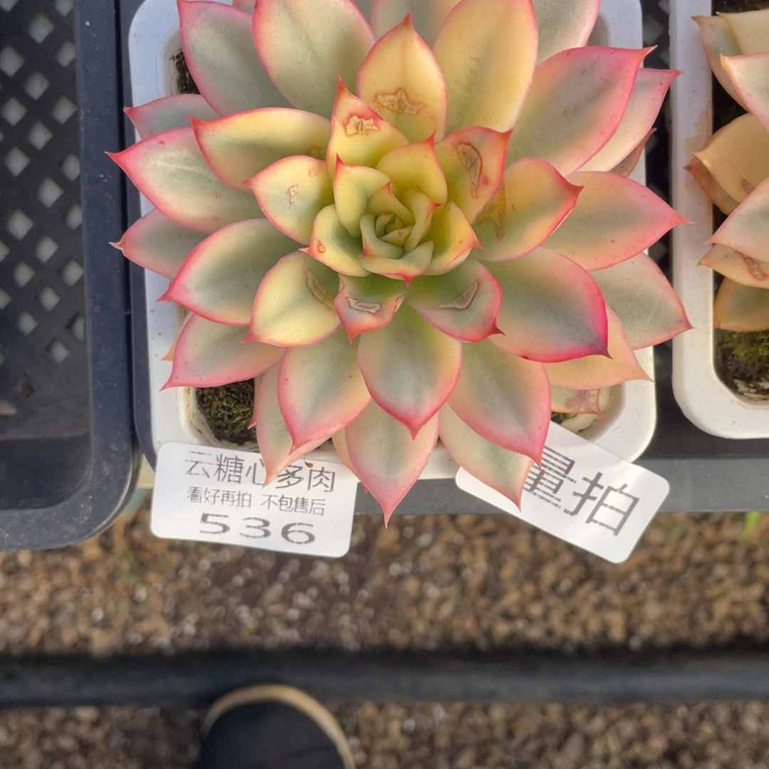 云糖心多肉植物536