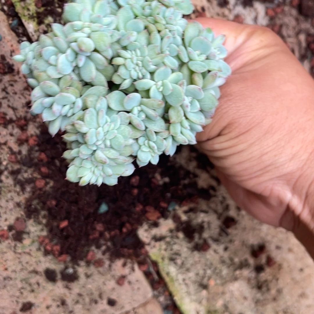 拾***方石榴子星影缀有切繁殖58