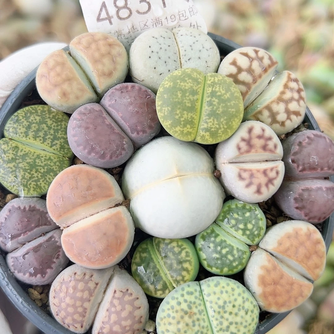 4831 好养易活生石花大母本
