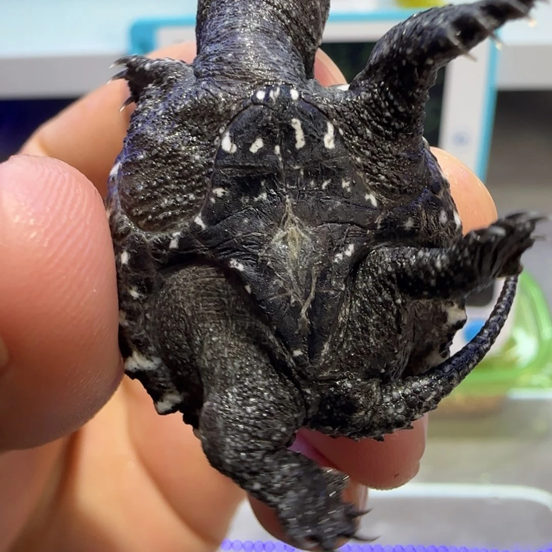 公母搭配绿毛龟，