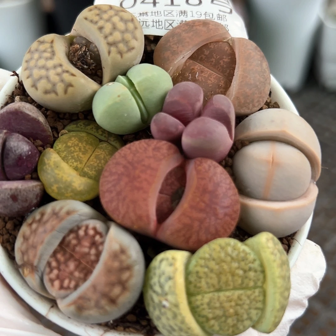 好养易活生石花大母本0418