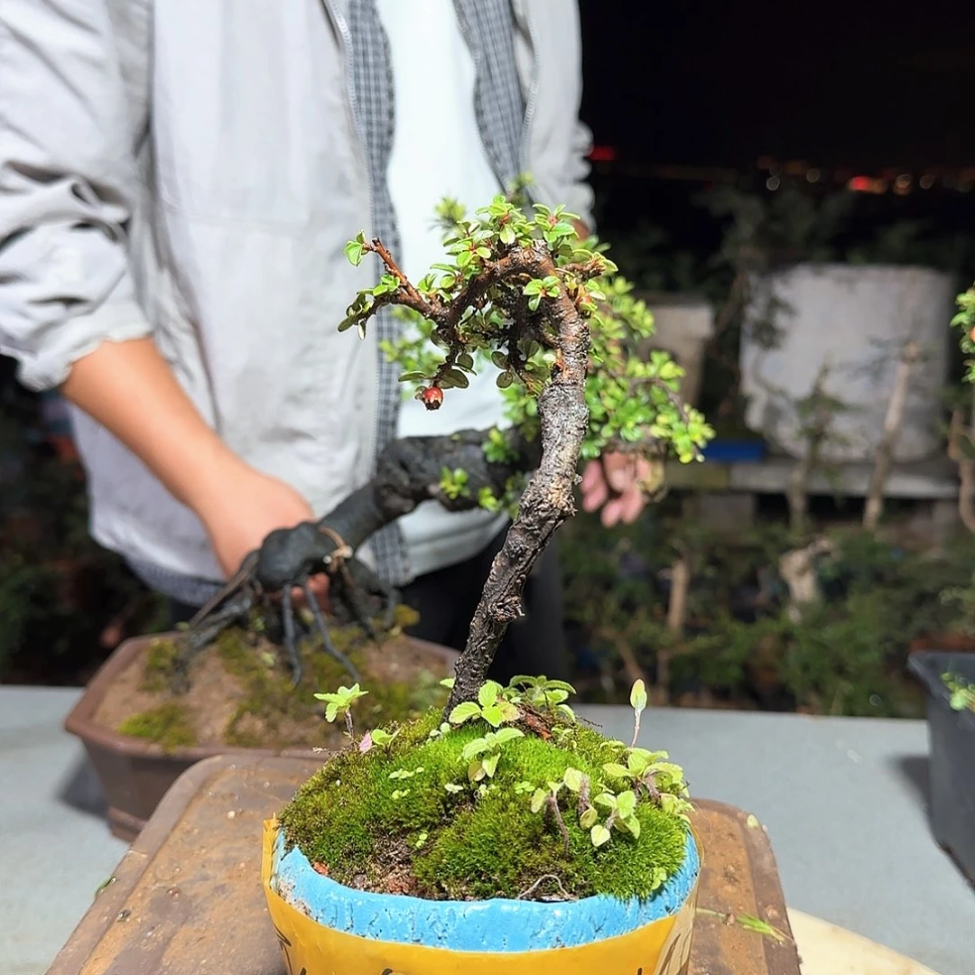 完全开放白花米叶栒子