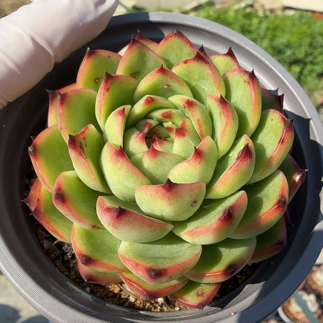 八公分月亮石满20包邮