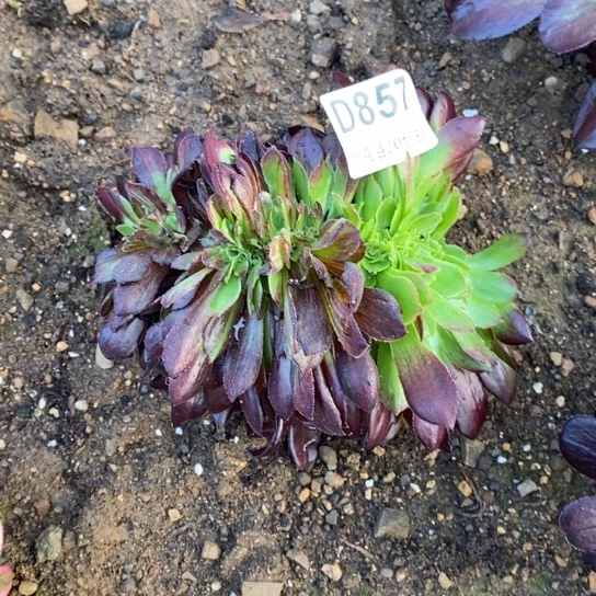 857欧若拉缀多肉植物