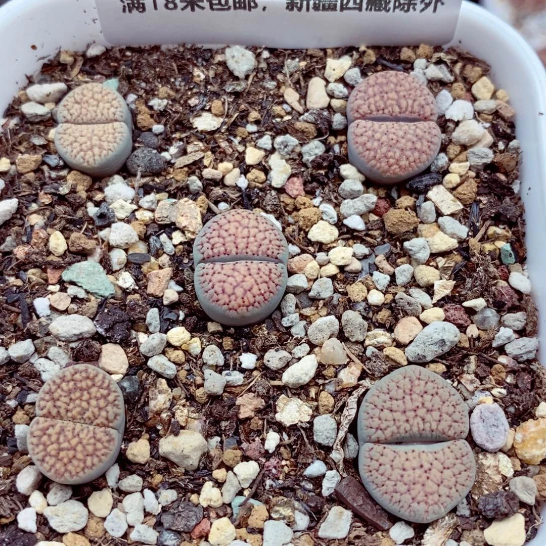 4902。