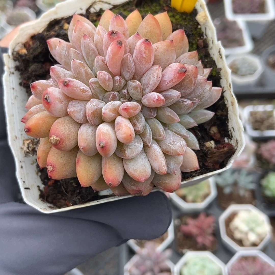 943橙子缀多肉植物