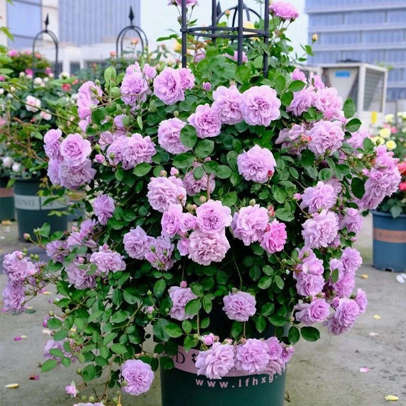 蓝色阴雨 藤本月季1.5-2米左右大苗清香四季庭院开花春天生长花园