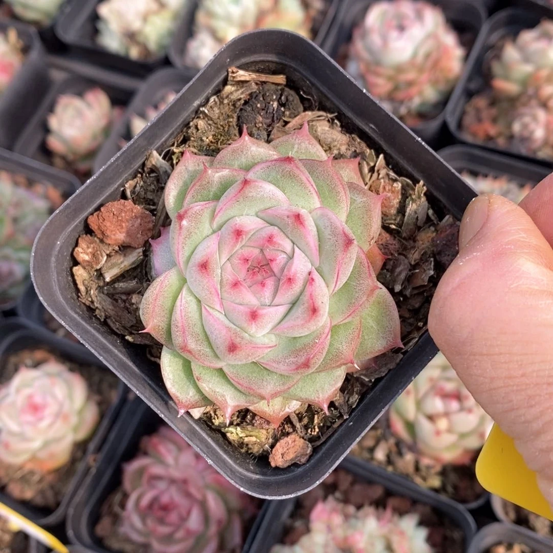 精品多肉一物一拍不包整74