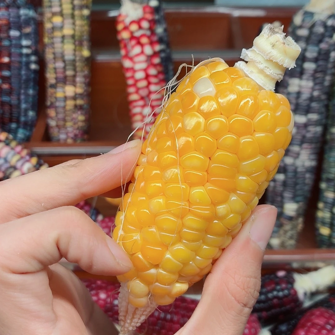 不****白玉菩提吊坠文玩玉米毛料精品