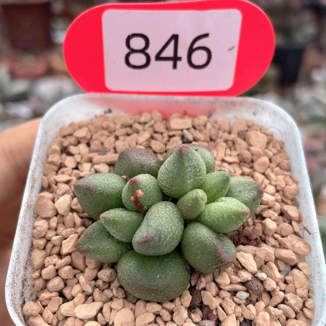 大红嘴。       846。