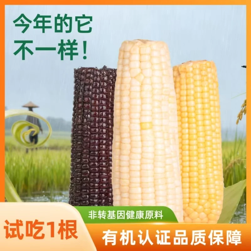 2025头茬现摘内蒙高叶酸白糯玉米减脂期代餐孕妇早餐粗粮真空锁鲜