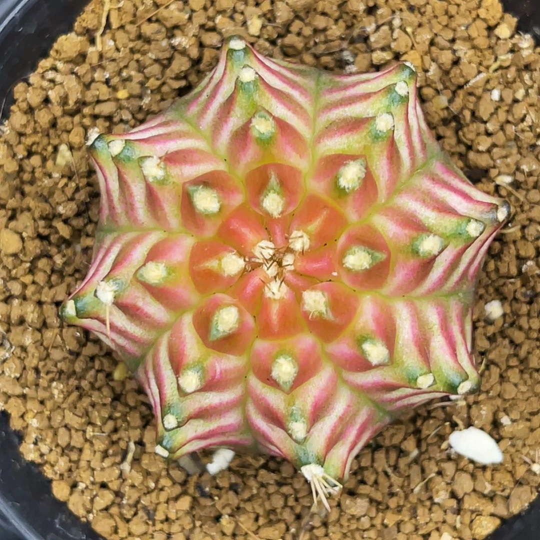 樱花轮回 一物一拍。