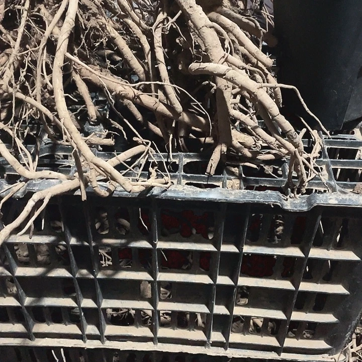 完全开放牡丹花开