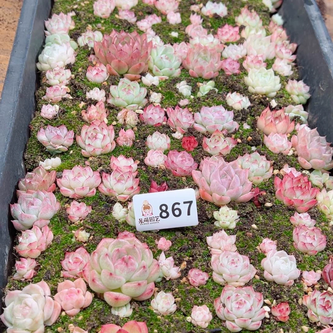 ?*多肉植物多肉植物