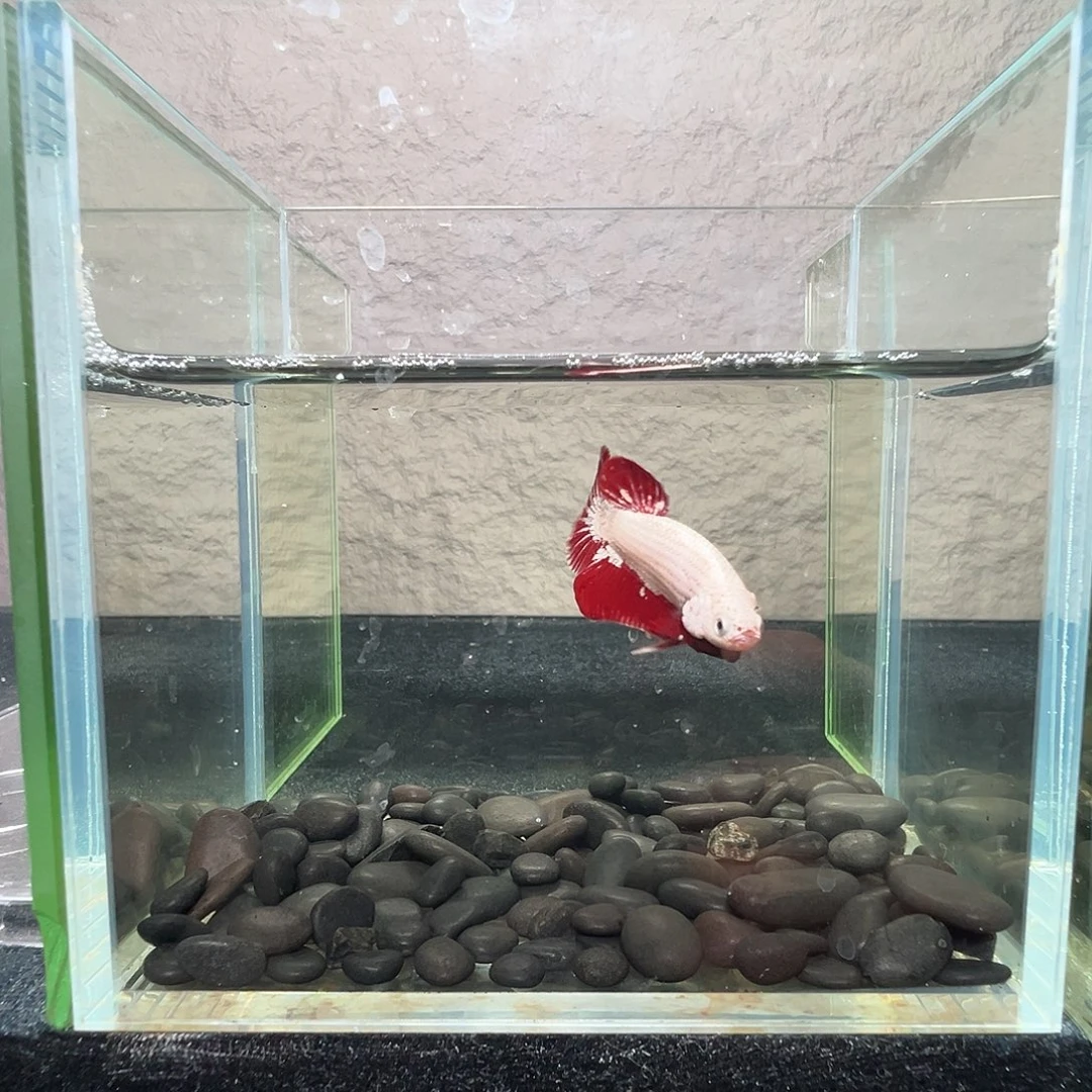 斗鱼阿浩泰斗23日105