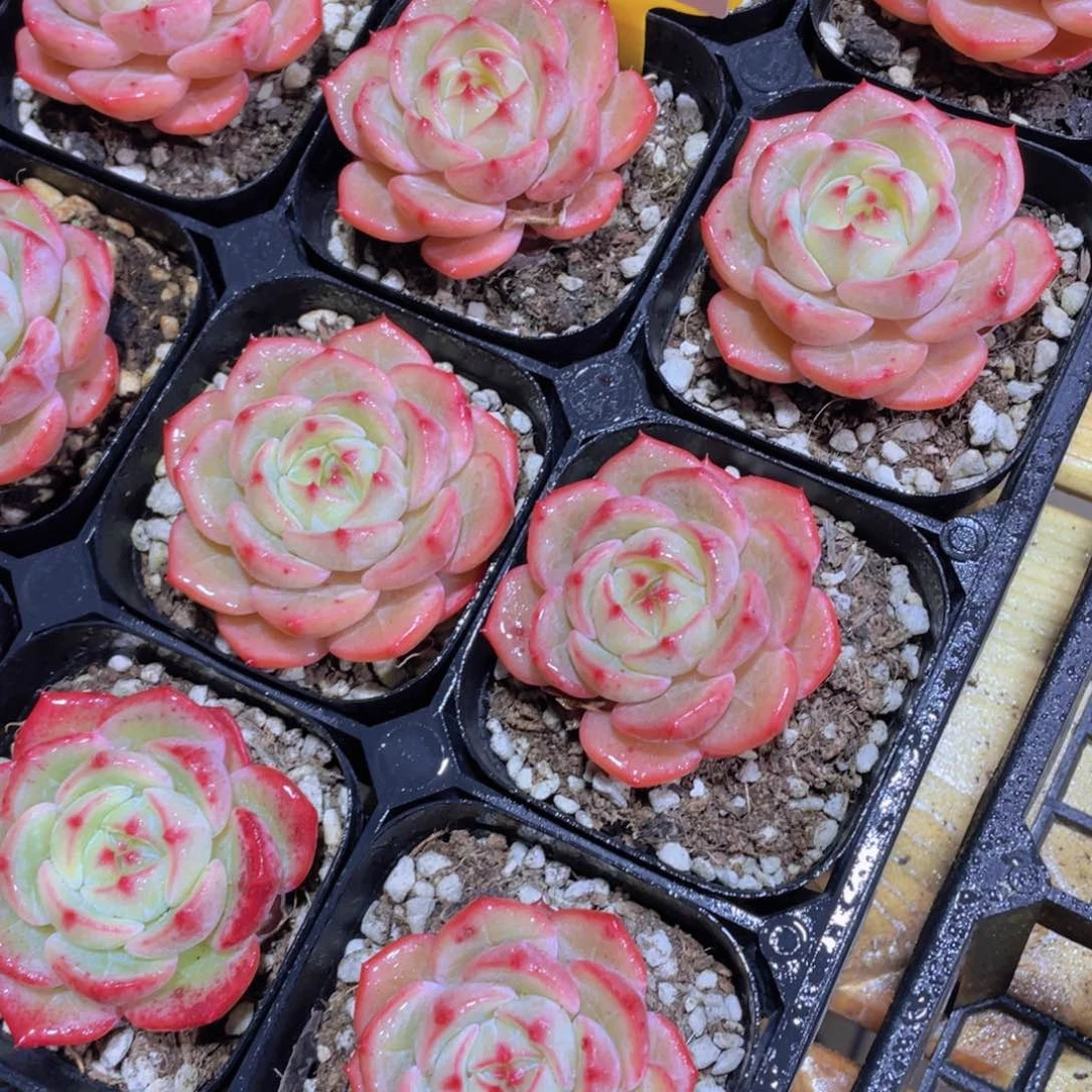 1361号 宽叶郁金香单头一个