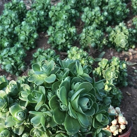 山地玫瑰二棵多肉