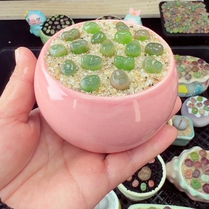 565零下地区记得拍保温箱满18包邮