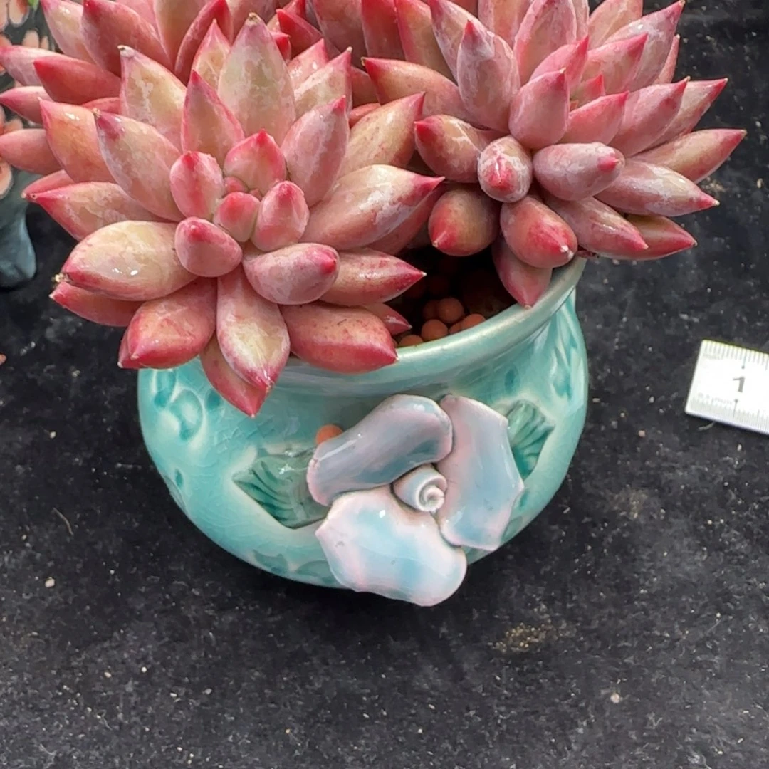 ****忧韩版盆一个10元一个