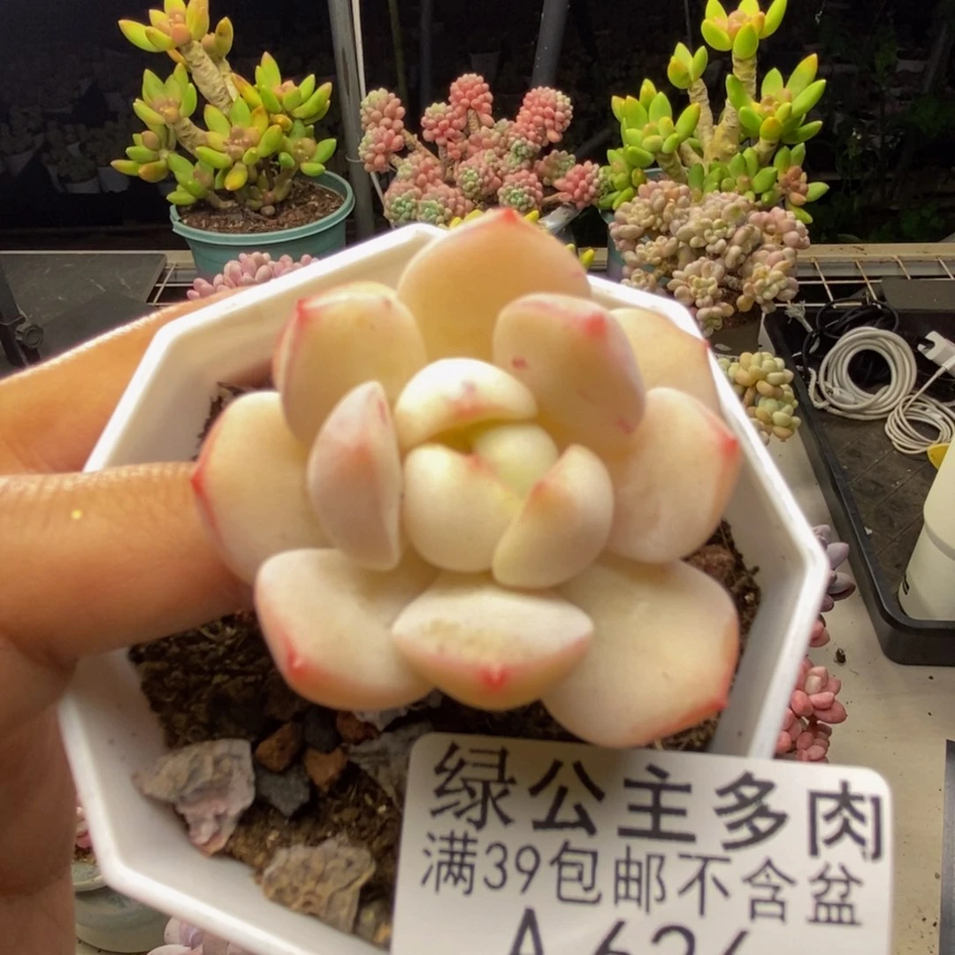 626丸叶香草多肉3c m