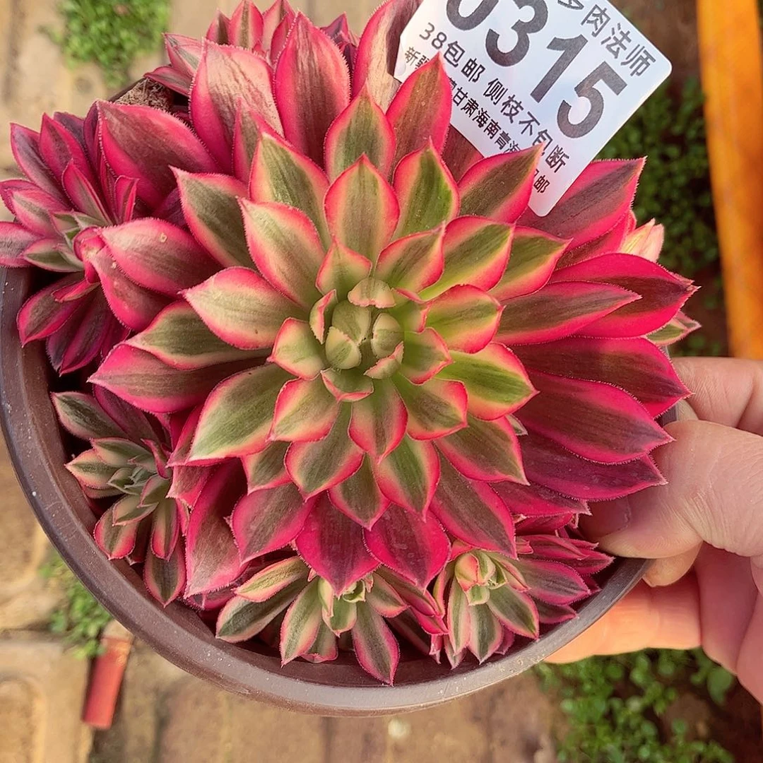 1棚法师凤凰超白000000315