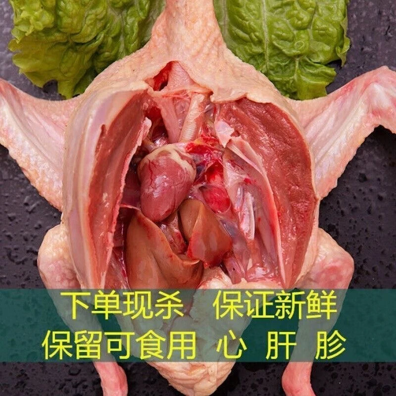 三只5年老鸽肉新鲜现杀土老鸽子肉生鲜新鲜鸽子肉正宗老鸽子