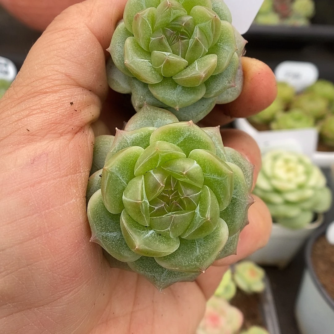 一物一拍一物一拍926-395