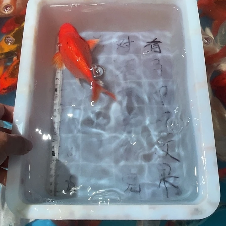 蝴蝶鲤渔场直发21