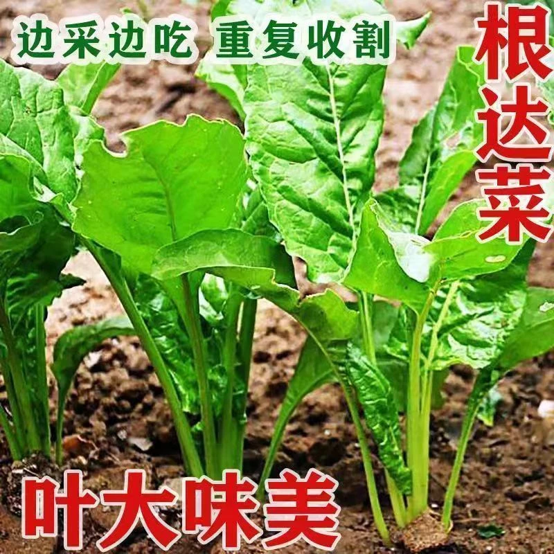 【全场满5包包邮】根达菜种籽牛皮菜莙荙君达菜种籽易种菜蔬菜种孑