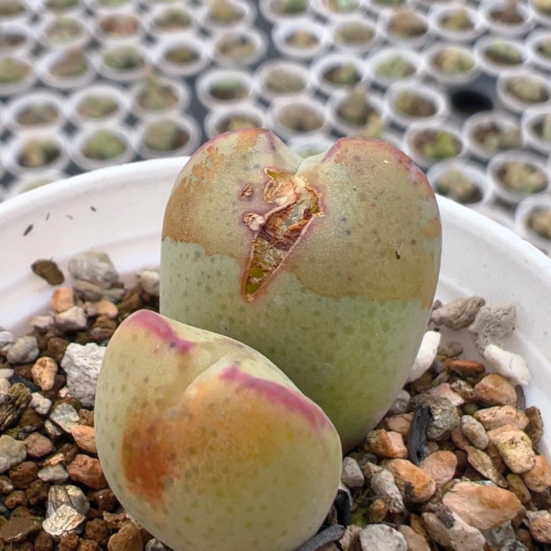 190多肉植物百科知识