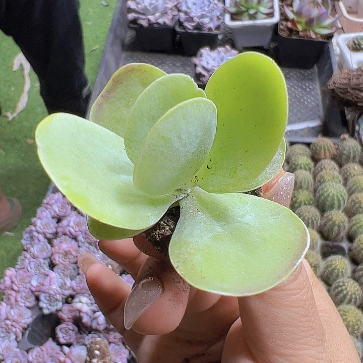 小唐寅3个19包邮多肉植物