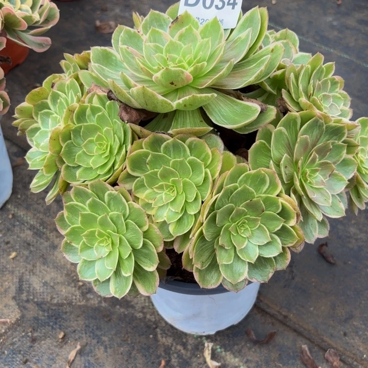 瑞妈多肉园艺034莲花座