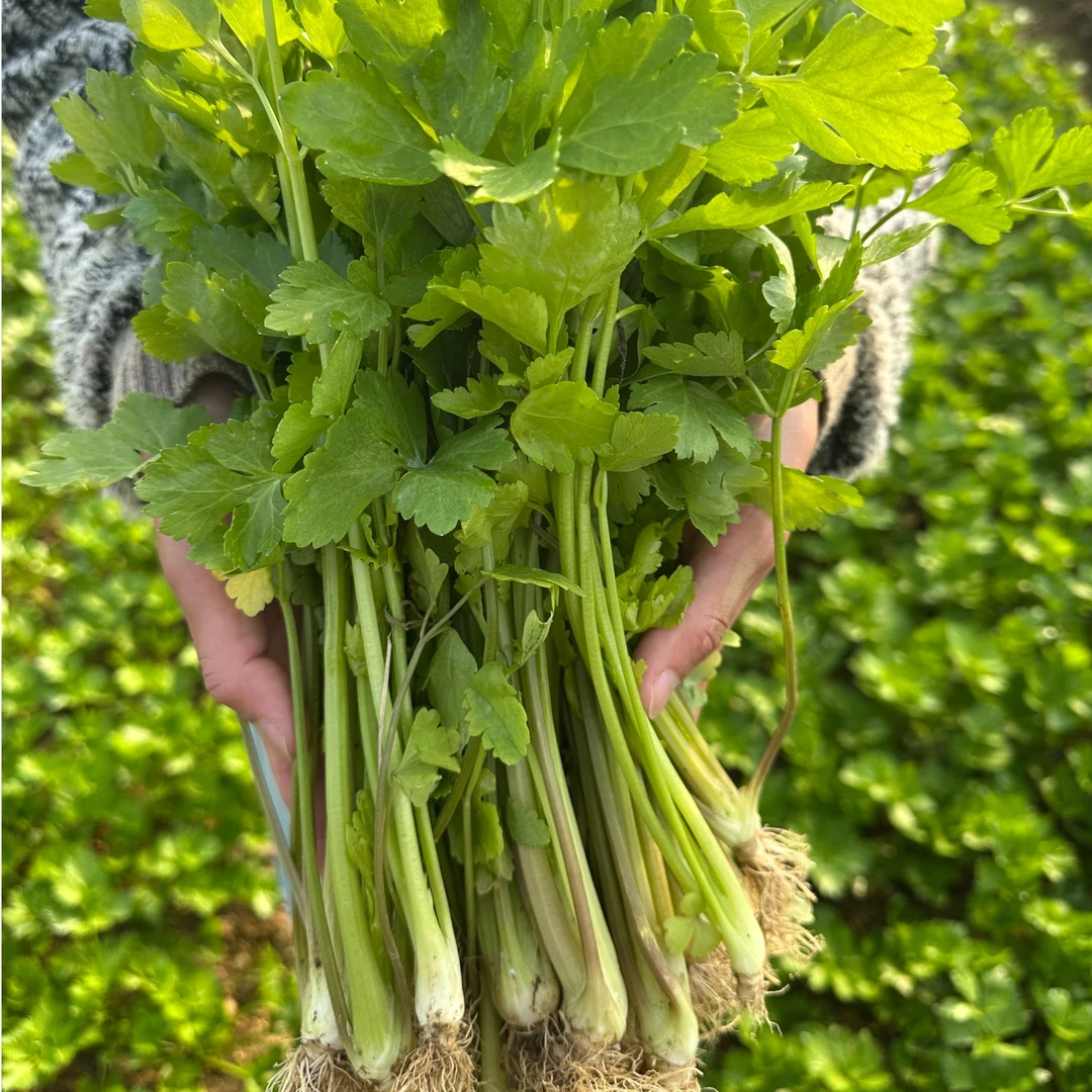 【顺丰到家】生态自然放心蔬菜土香芹