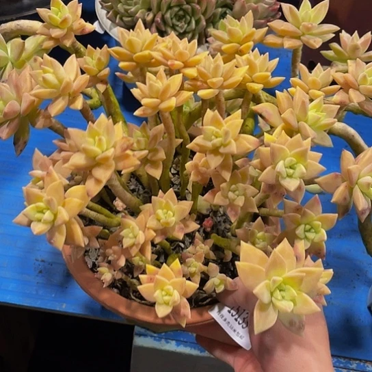 秀*橙色恋人15133多肉